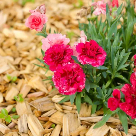 Plattenberg バート・エーンハウゼン