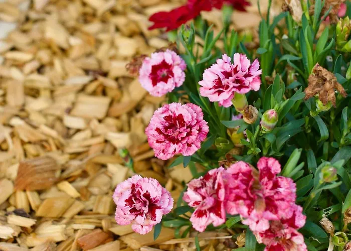 Feriehus Plattenberg